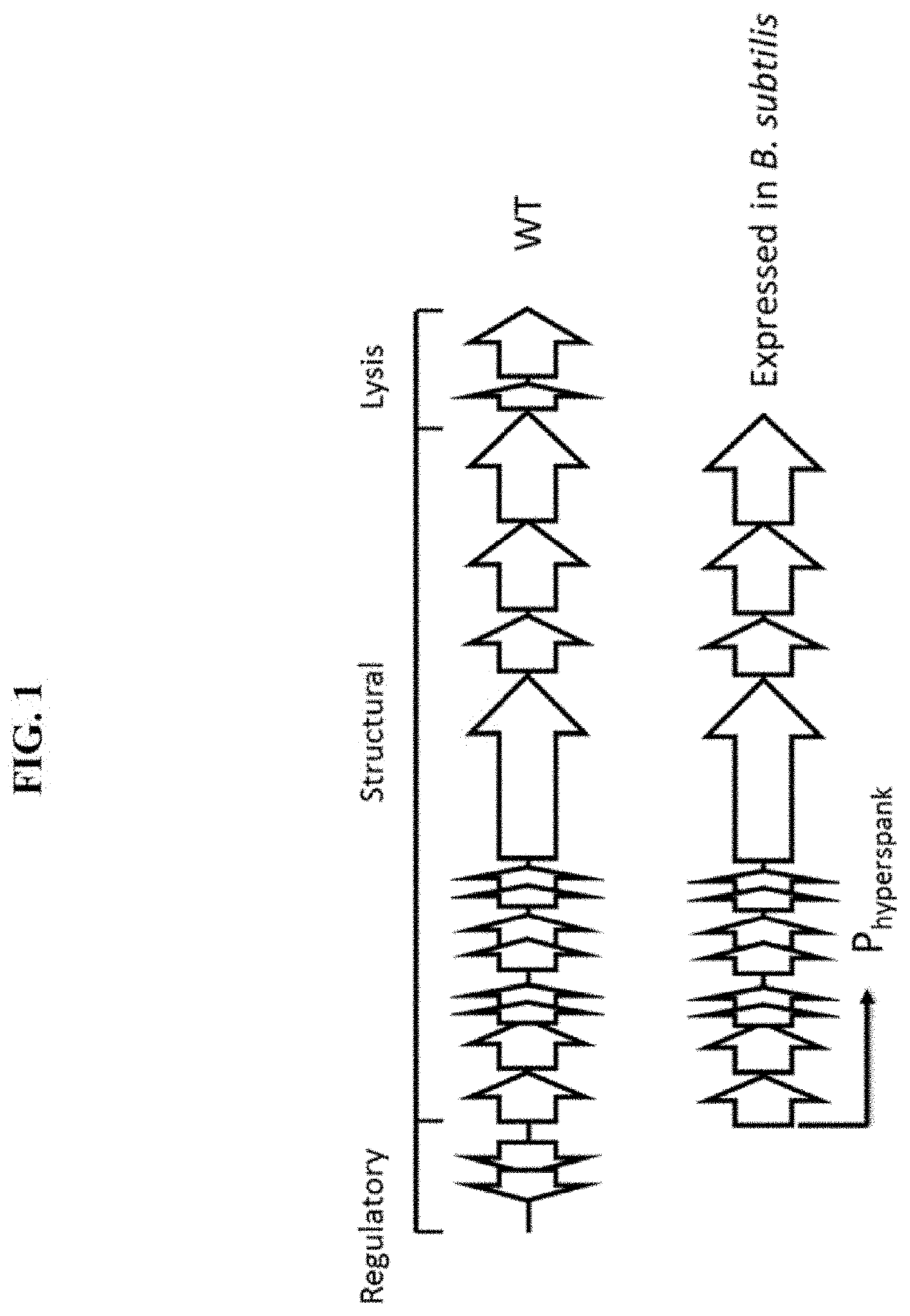 Enterocins and methods of using the same