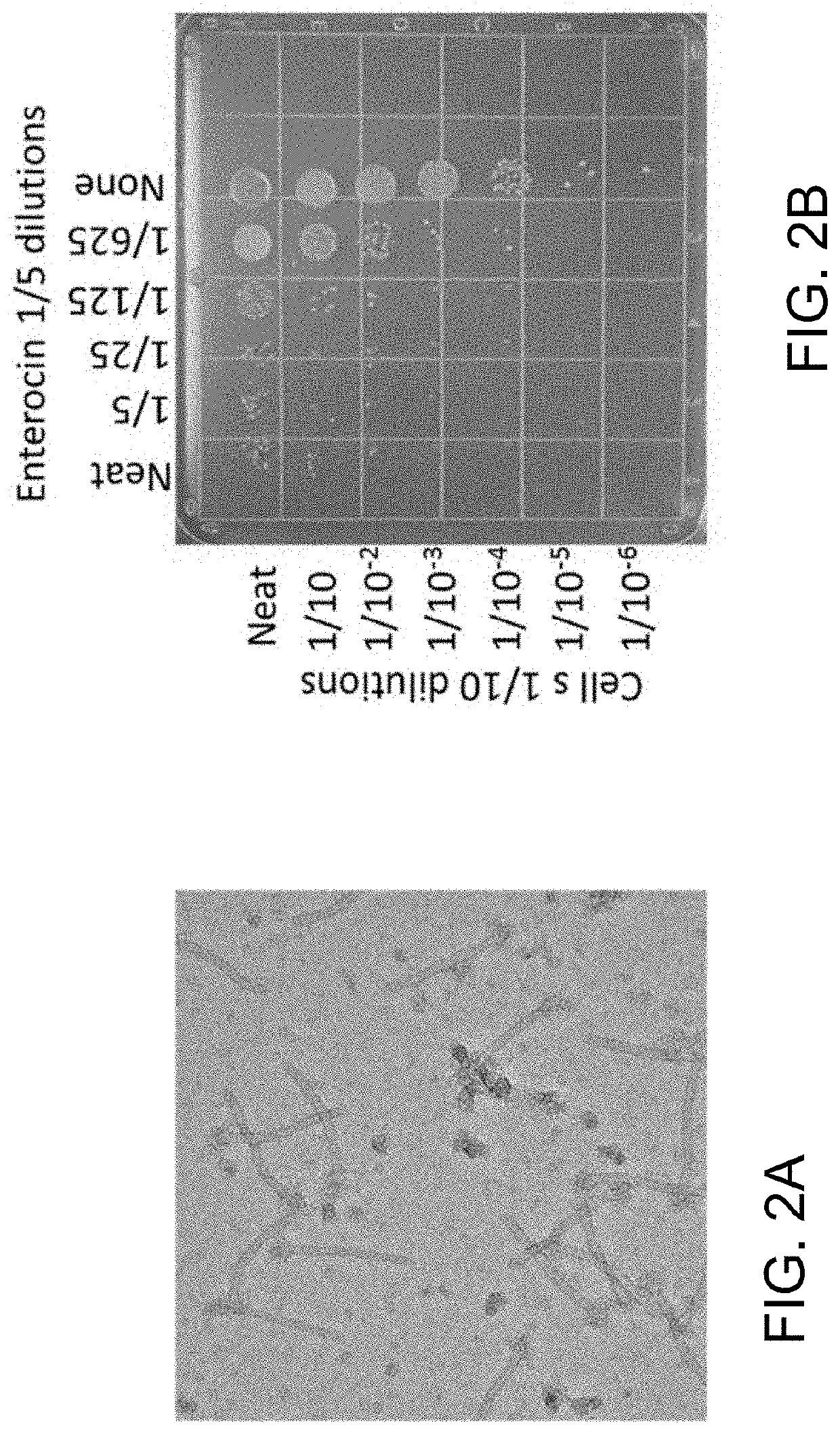 Enterocins and methods of using the same