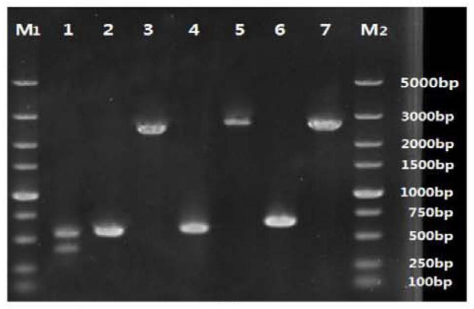 A kind of Saccharomyces cerevisiae engineered strain with high pyruvic acid production and fermentation method thereof