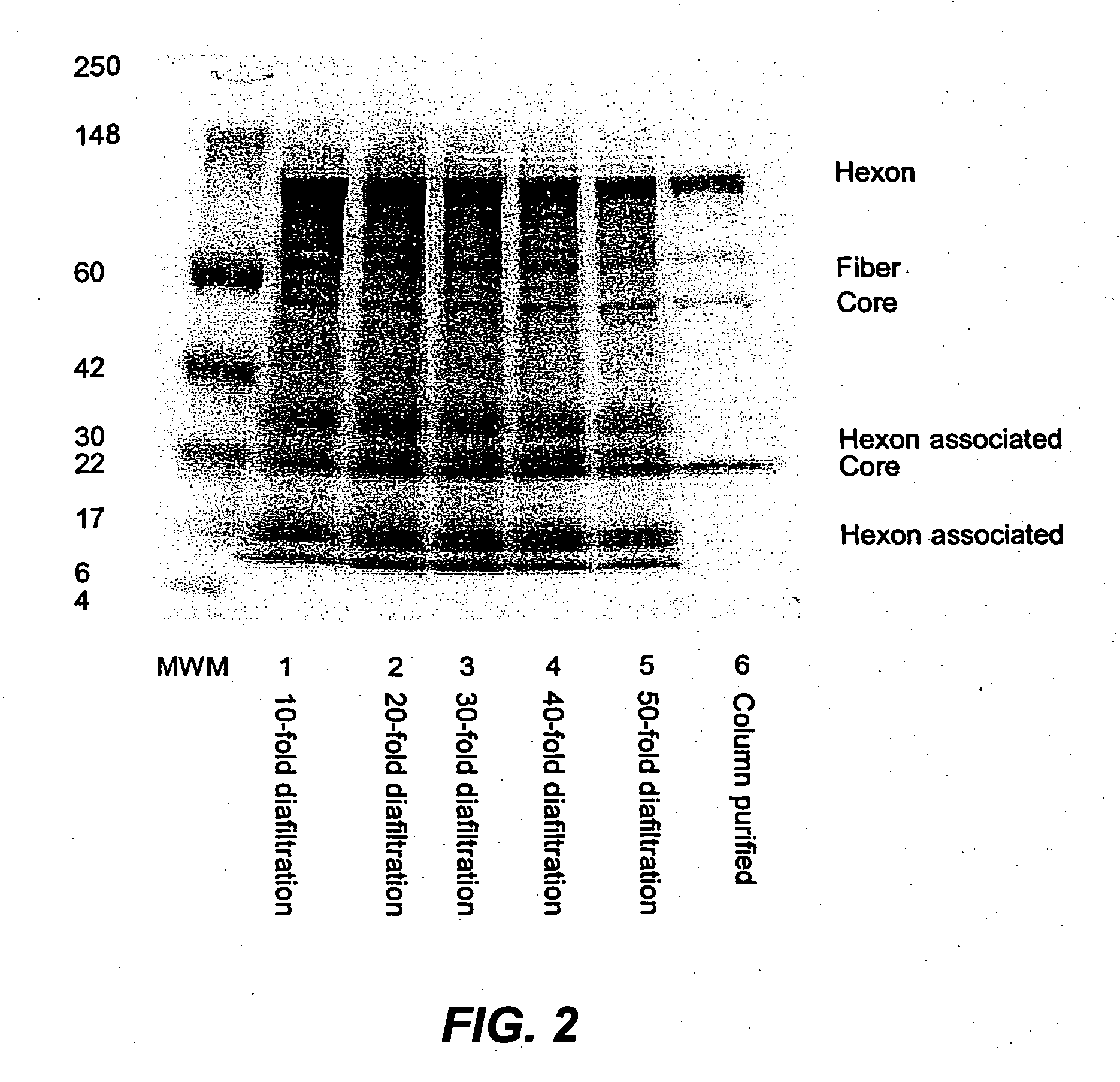 Novel method for the protection and purification of adenoviral vectors
