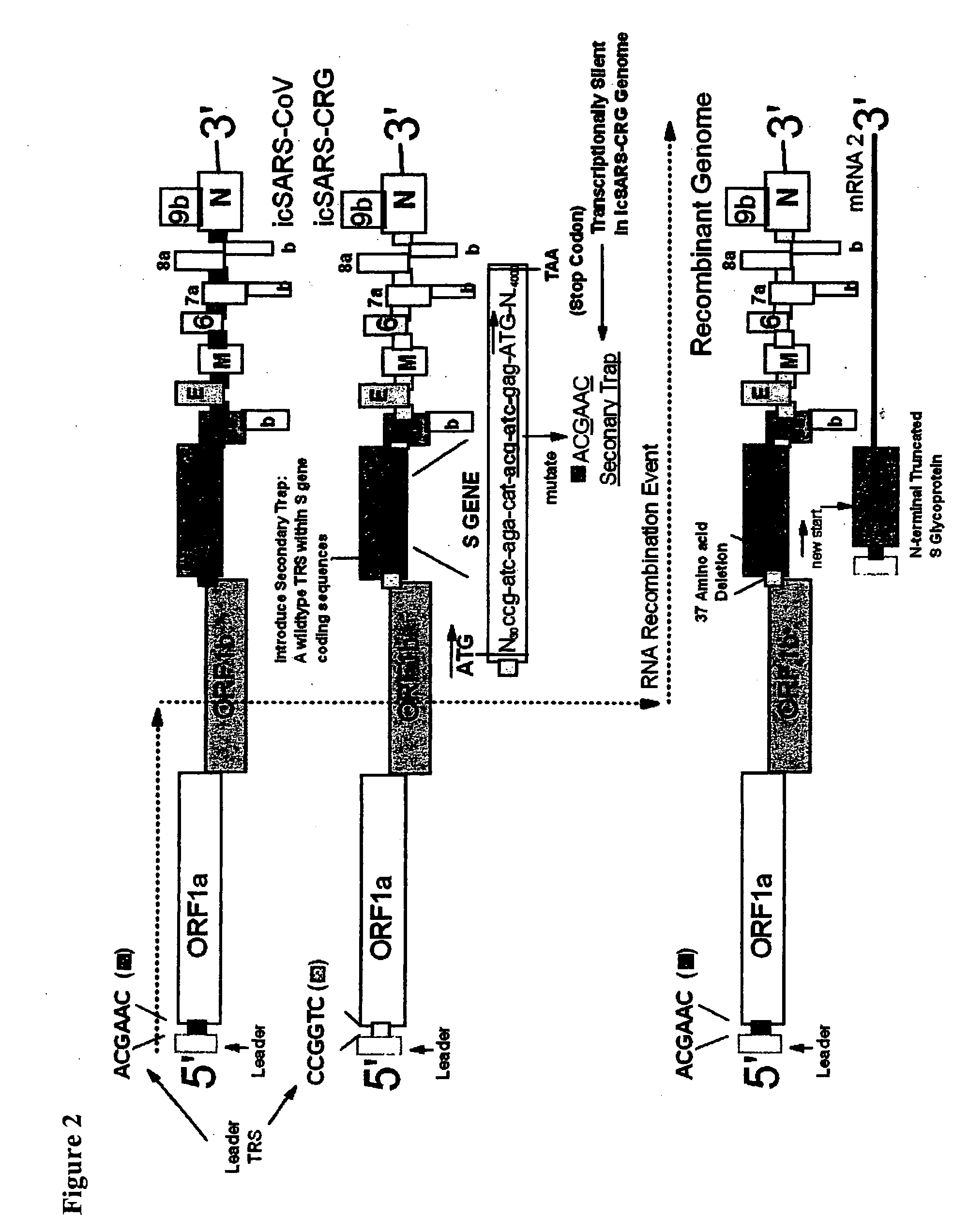 Methods and compositions for infectious cDNA of SARS coronavirus