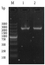 hn-vp233-221aa fusion protein and its preparation method and application