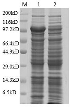 hn-vp233-221aa fusion protein and its preparation method and application