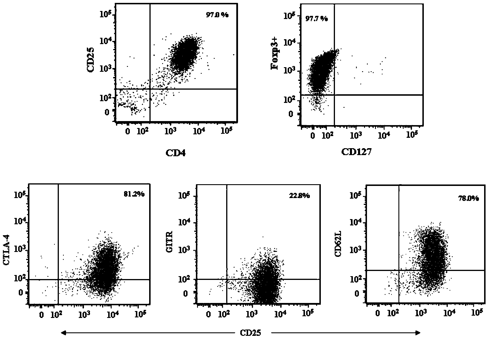Adult regulatory T cell in-vitro amplification culture medium and application method thereof