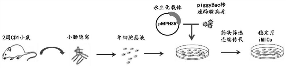 A mouse intestinal epithelial crypt cell line and its construction and culture method