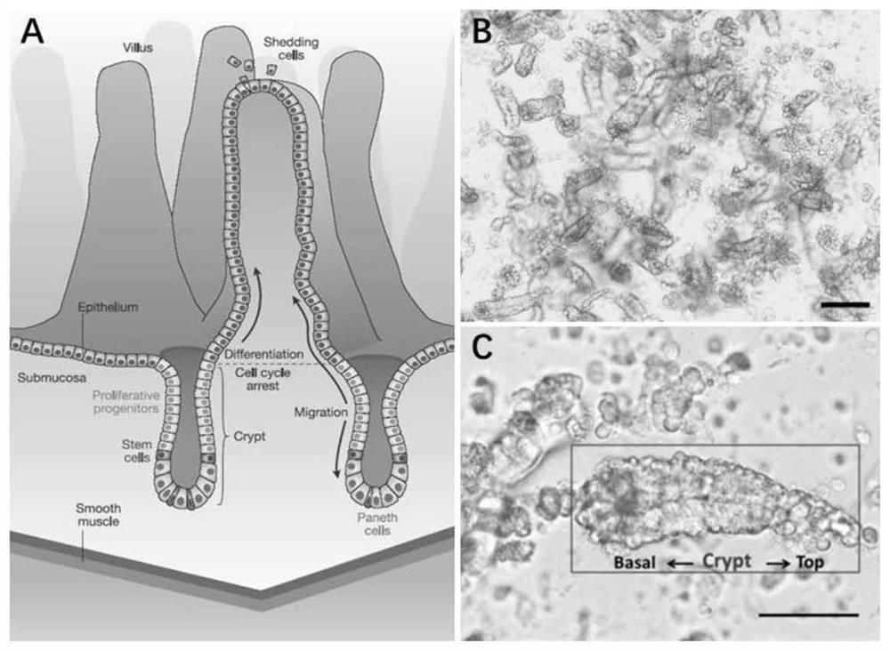 A mouse intestinal epithelial crypt cell line and its construction and culture method