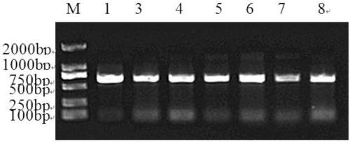 Soybean protein gmairp1 and its coding gene and application