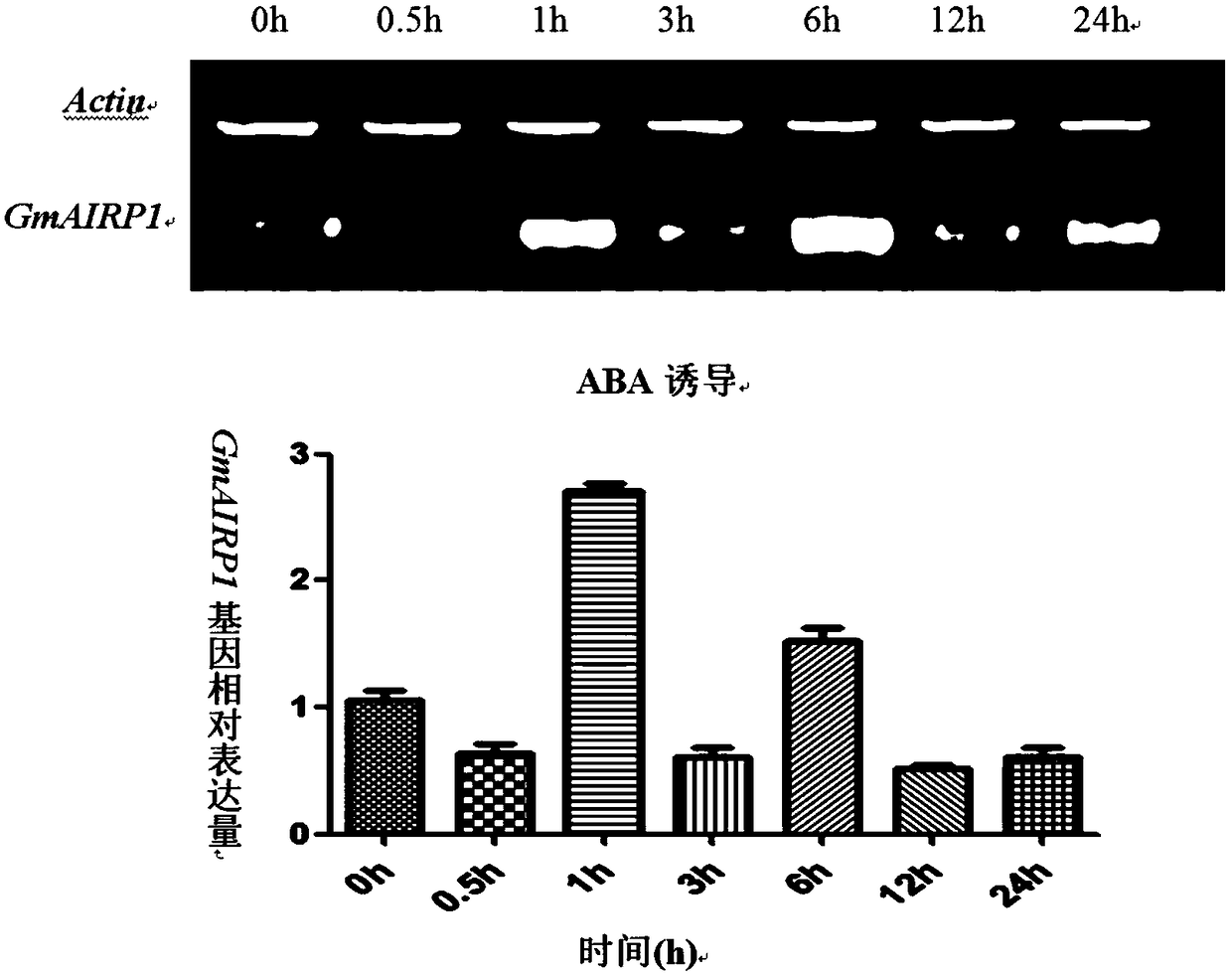 Soybean protein gmairp1 and its coding gene and application