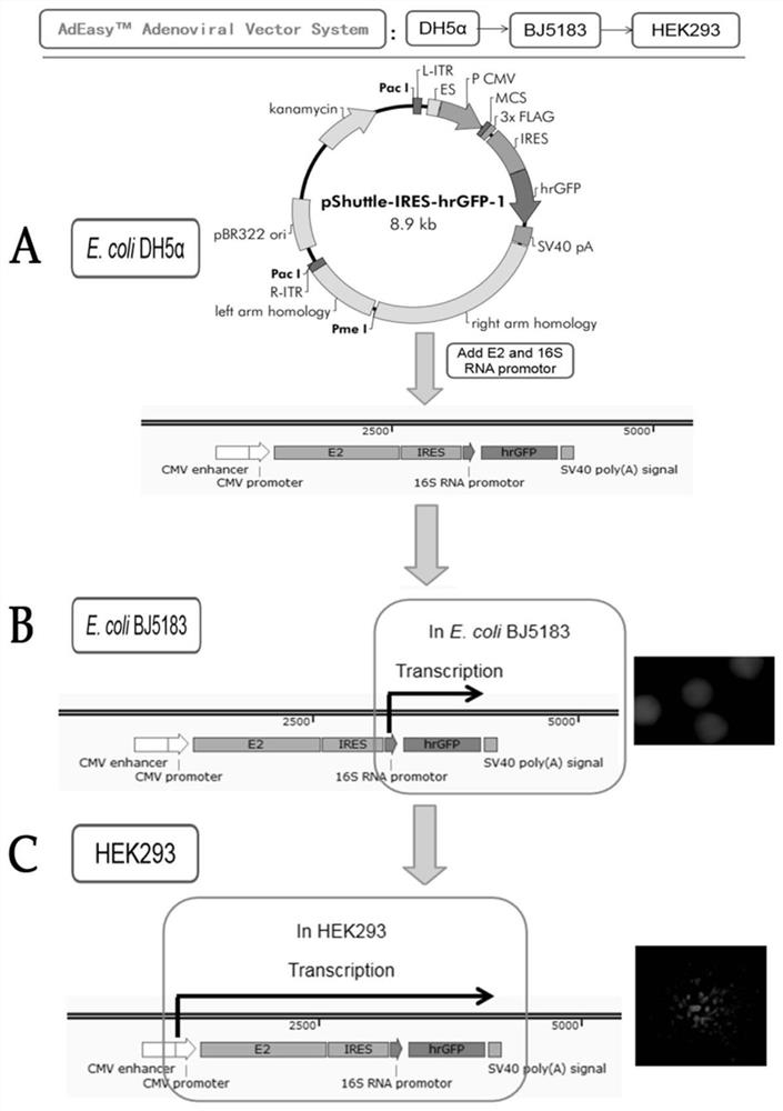 Preparation method and application of efficient recombinant adenovirus vector based on AdEasy&lt;TM&gt; system