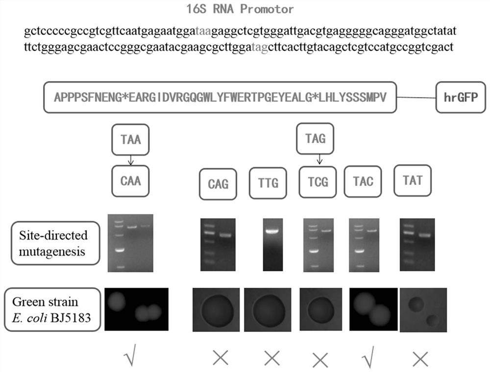 Preparation method and application of efficient recombinant adenovirus vector based on AdEasy&lt;TM&gt; system