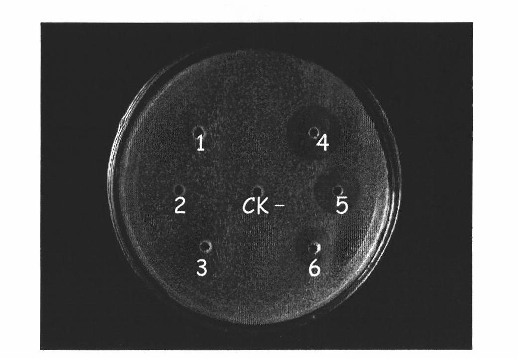 Method for expressing pseudoplectania nigrella mature peptide in recombinant pichia pastoris