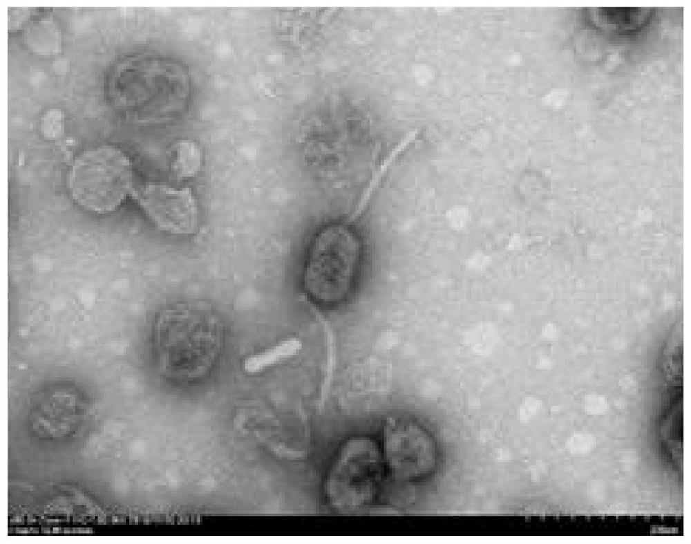 A vibrio parahaemolyticus lyase, its coding gene and its application