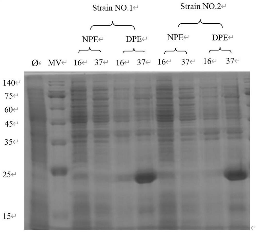 A vibrio parahaemolyticus lyase, its coding gene and its application