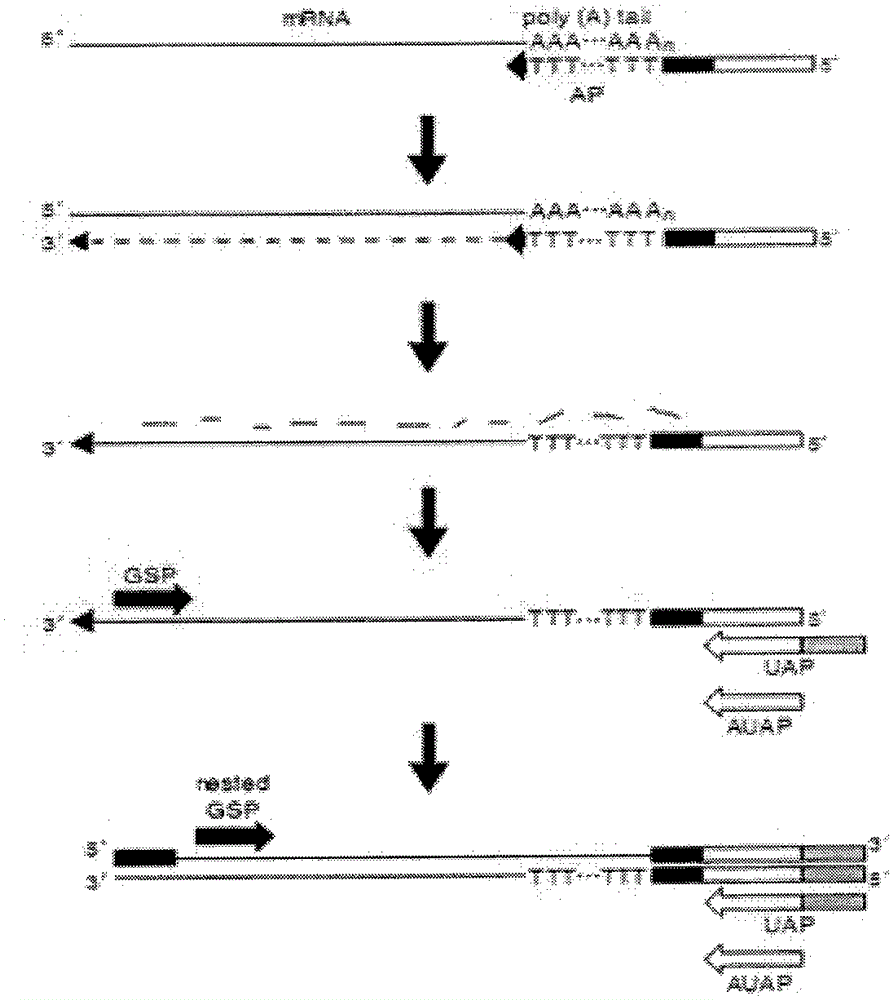 A drought-resistant and salt-tolerant gene of alfalfa