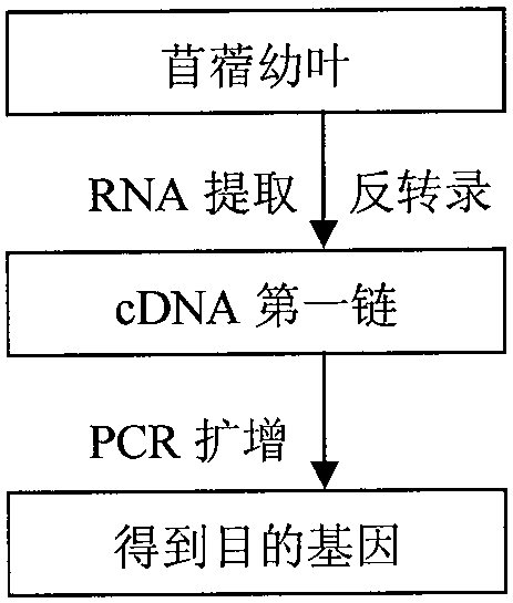 A drought-resistant and salt-tolerant gene of alfalfa