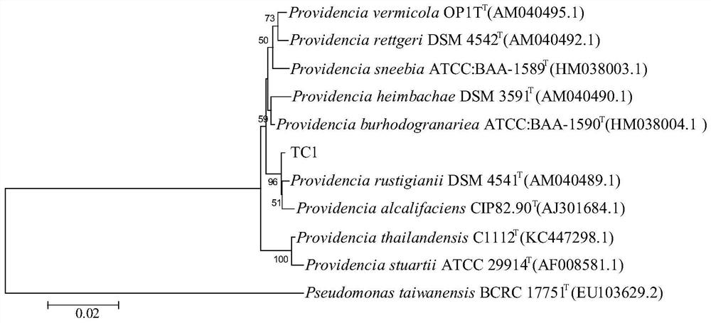 A strain of Providencia alcaligenes and its application in degrading tetracycline and producing auxin