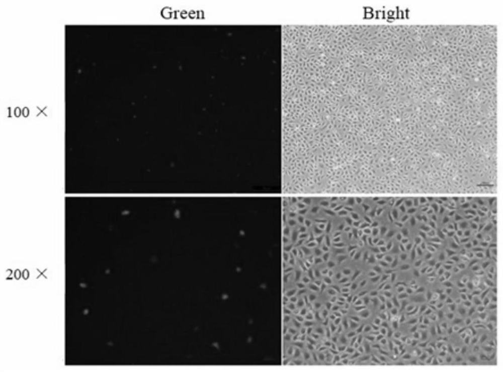 Pseudosciaena crocea interleukin 2 gene promoter sequence and application thereof