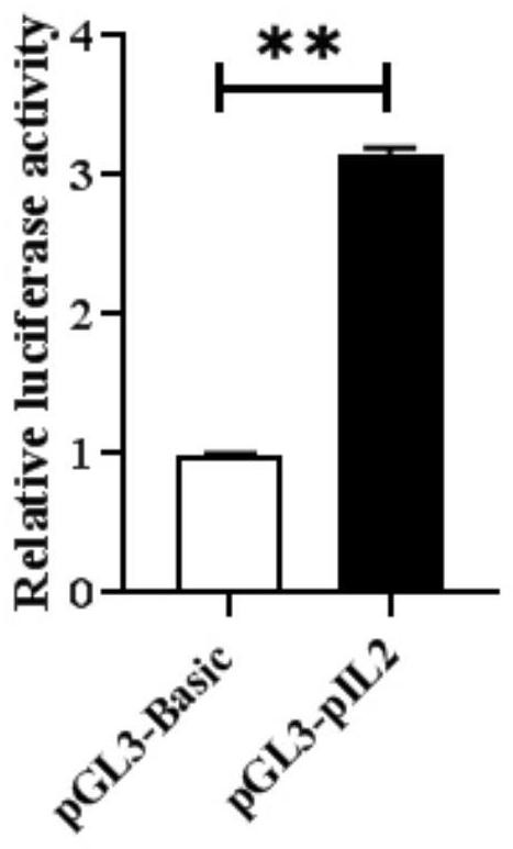 Pseudosciaena crocea interleukin 2 gene promoter sequence and application thereof