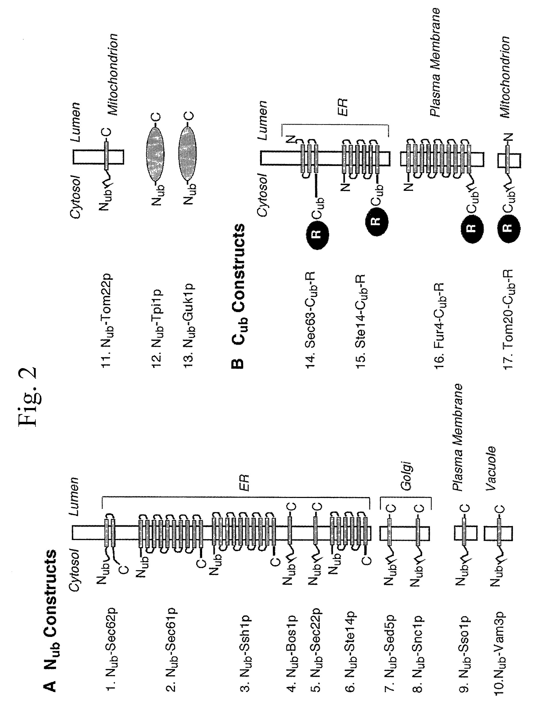 Split- ubiquitin based reporter systems and methods of their use