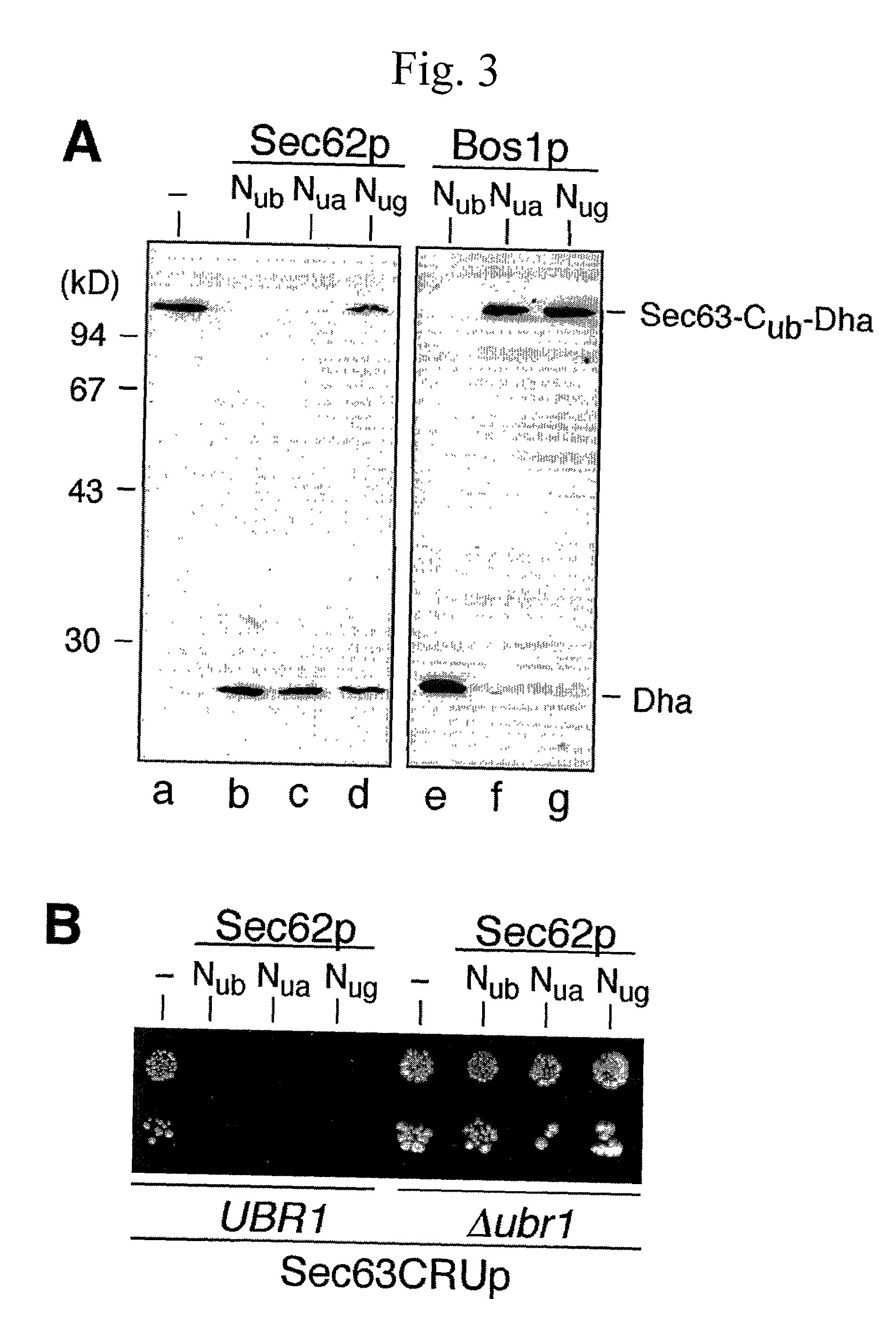 Split- ubiquitin based reporter systems and methods of their use