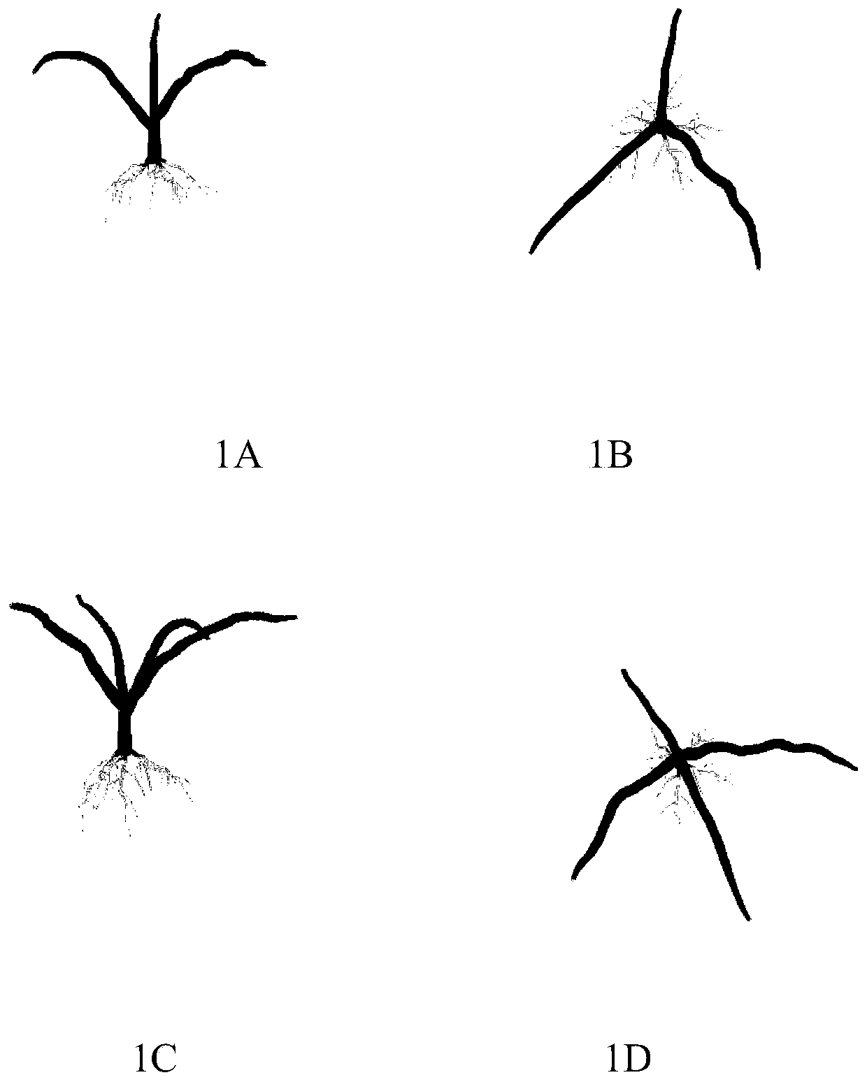 Exposed renewal and transformation method for citrus reticulita