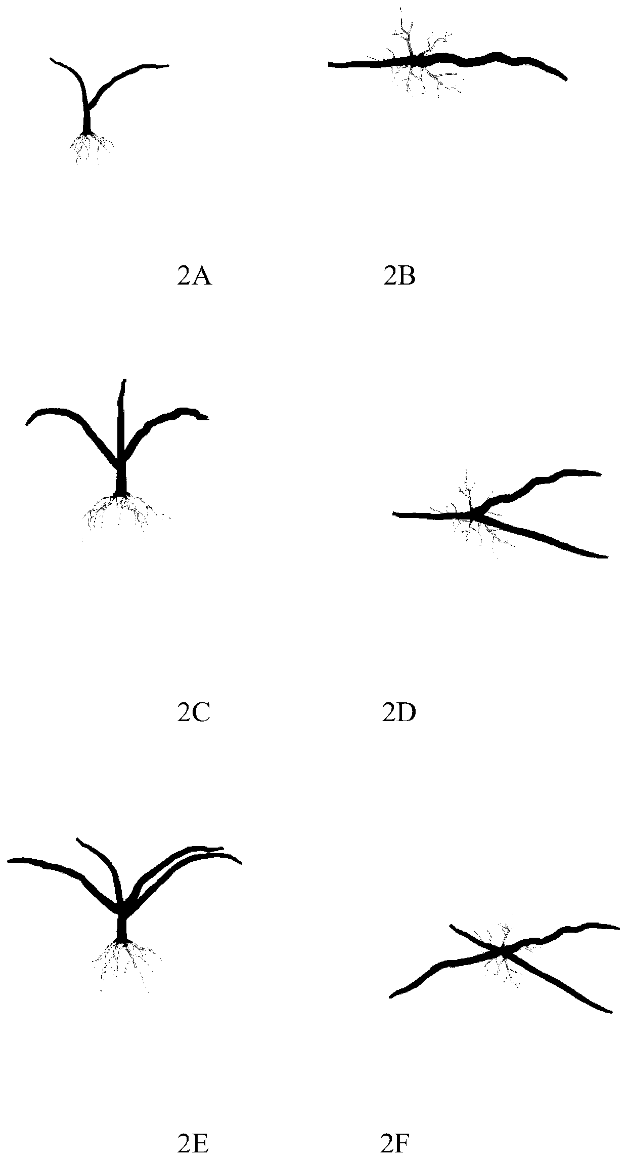 Exposed renewal and transformation method for citrus reticulita