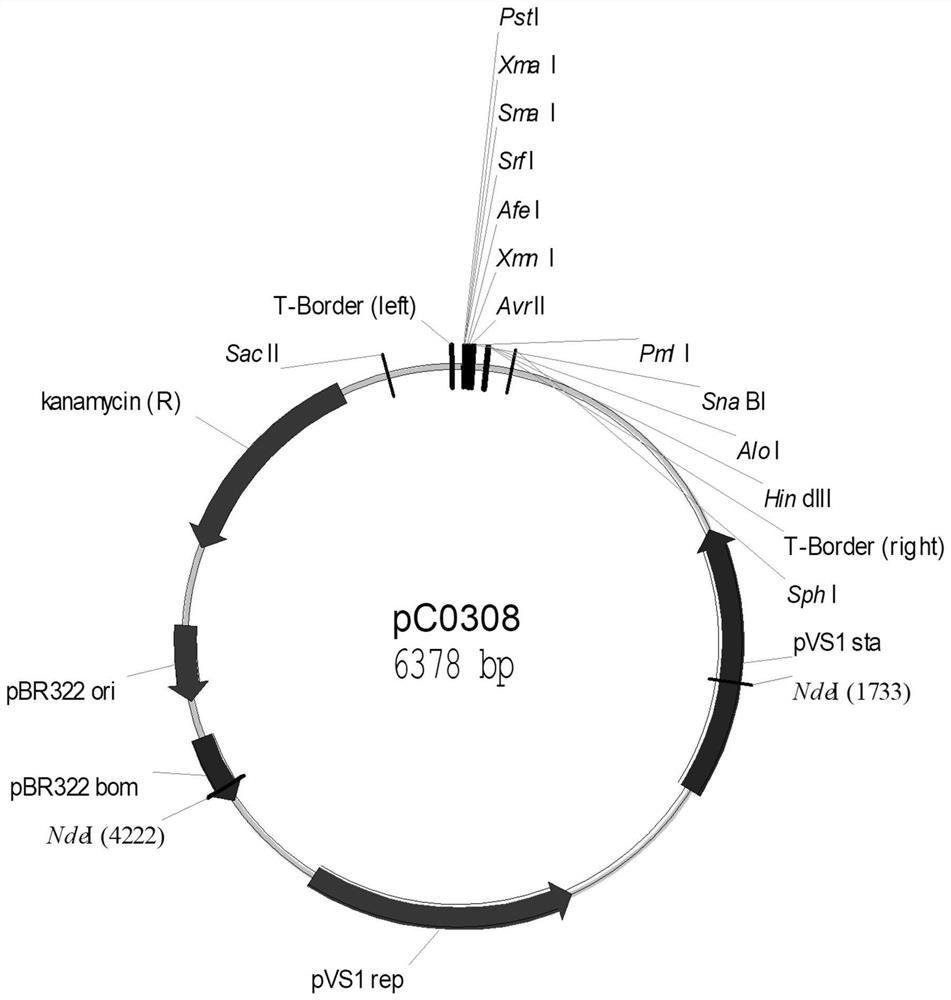 Multiplex PCR detection kit for rapidly identifying rice GAT plant and application