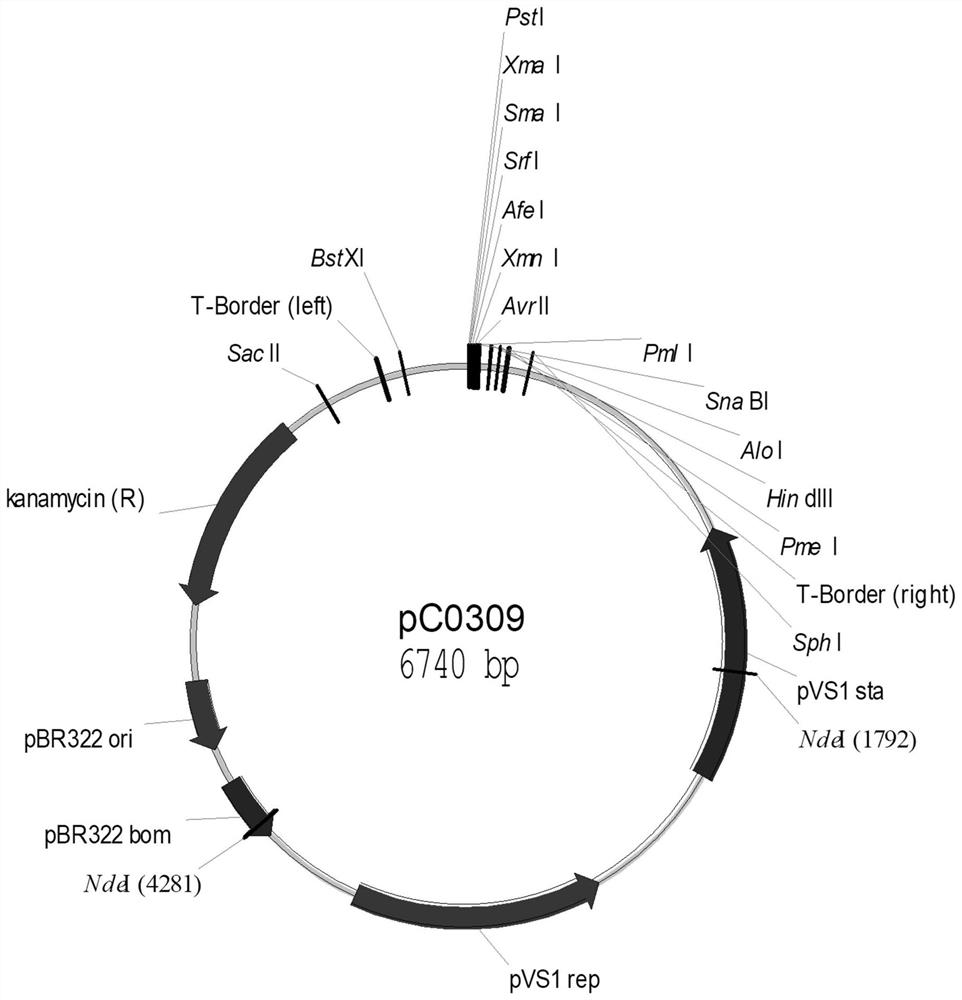 Multiplex PCR detection kit for rapidly identifying rice GAT plant and application