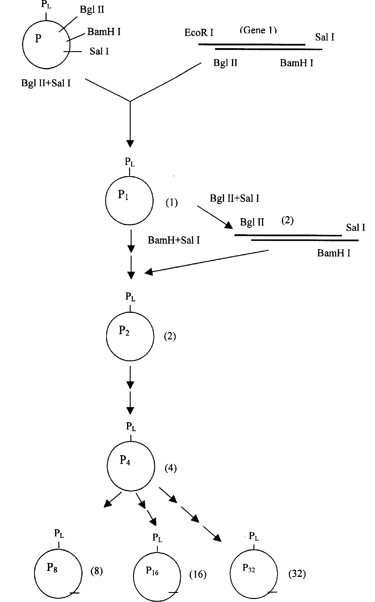 Analog of Exendin 4