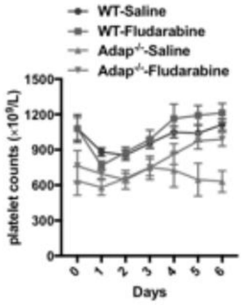 Application of targeting STAT1 inhibitor in treatment of immune thrombocytopenia and method