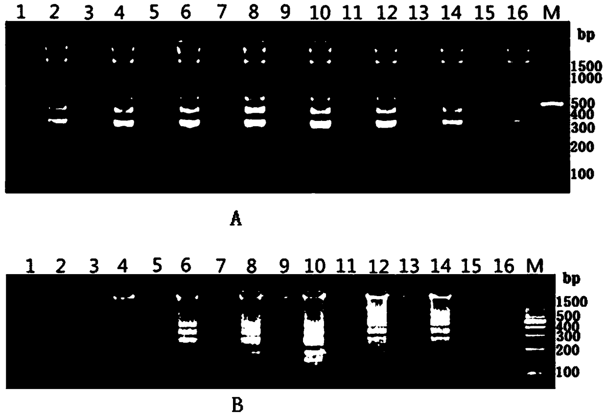 Dual-lamp method for simultaneous detection of Vibrio parahaemolyticus and Vibrio vulnificus