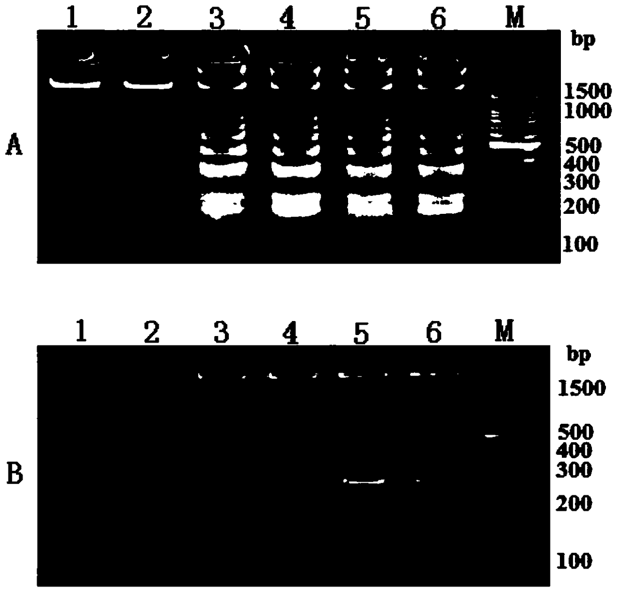 Dual-lamp method for simultaneous detection of Vibrio parahaemolyticus and Vibrio vulnificus