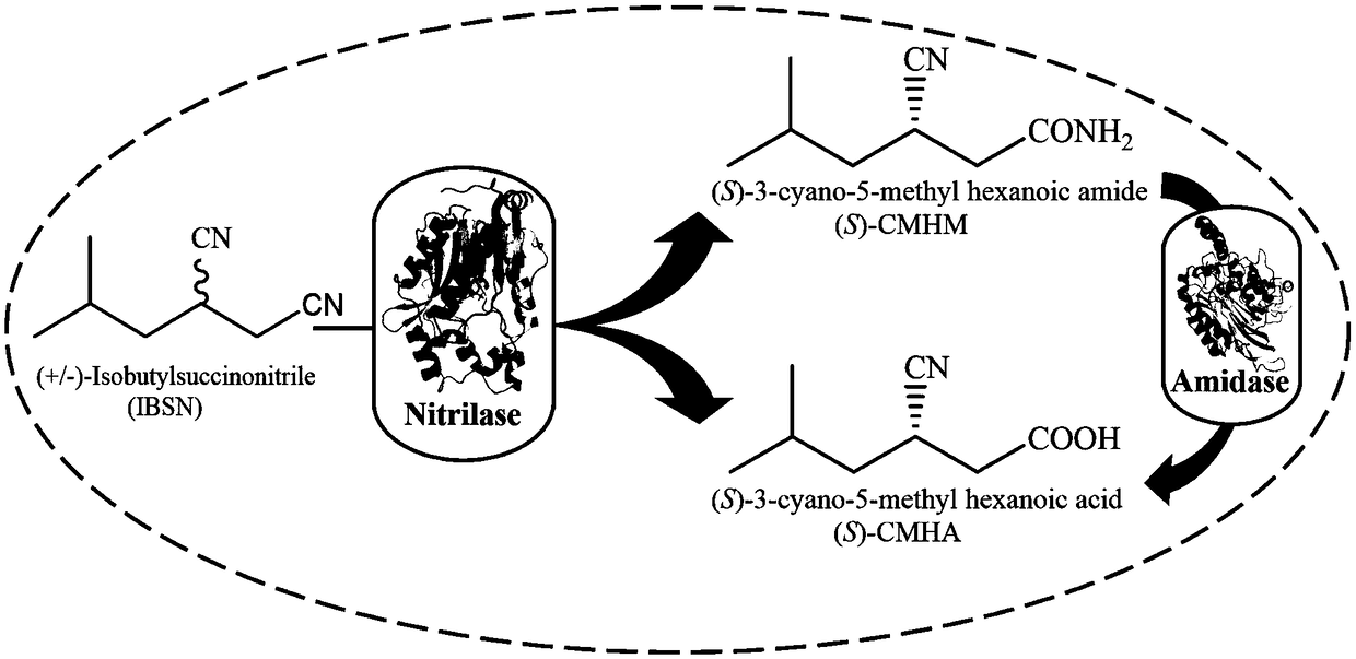 Method for synthesizing pregabalin chiral intermediate through regio-selective and stereo-selective bio-catalytic synthesis