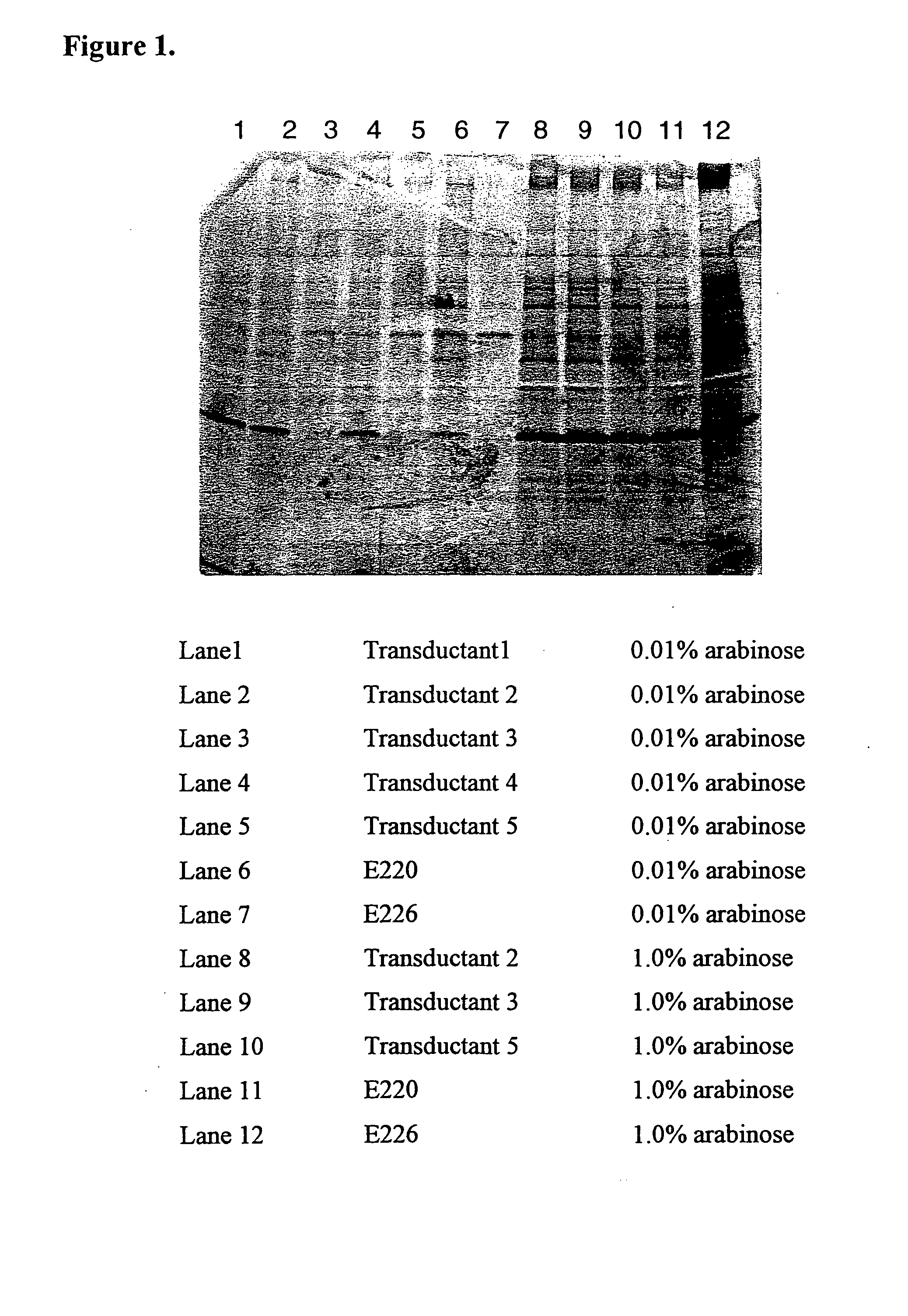 Methods and cells for expression of recombinant protein products under the transcriptional control of an inducible promoter