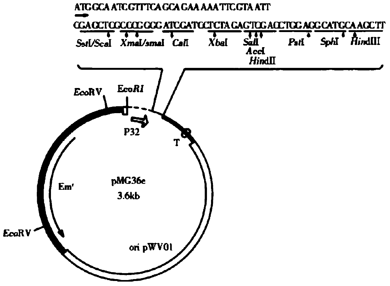 A kind of recombinant bacteria expressing plectasin and its application