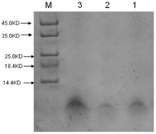 A kind of recombinant bacteria expressing plectasin and its application