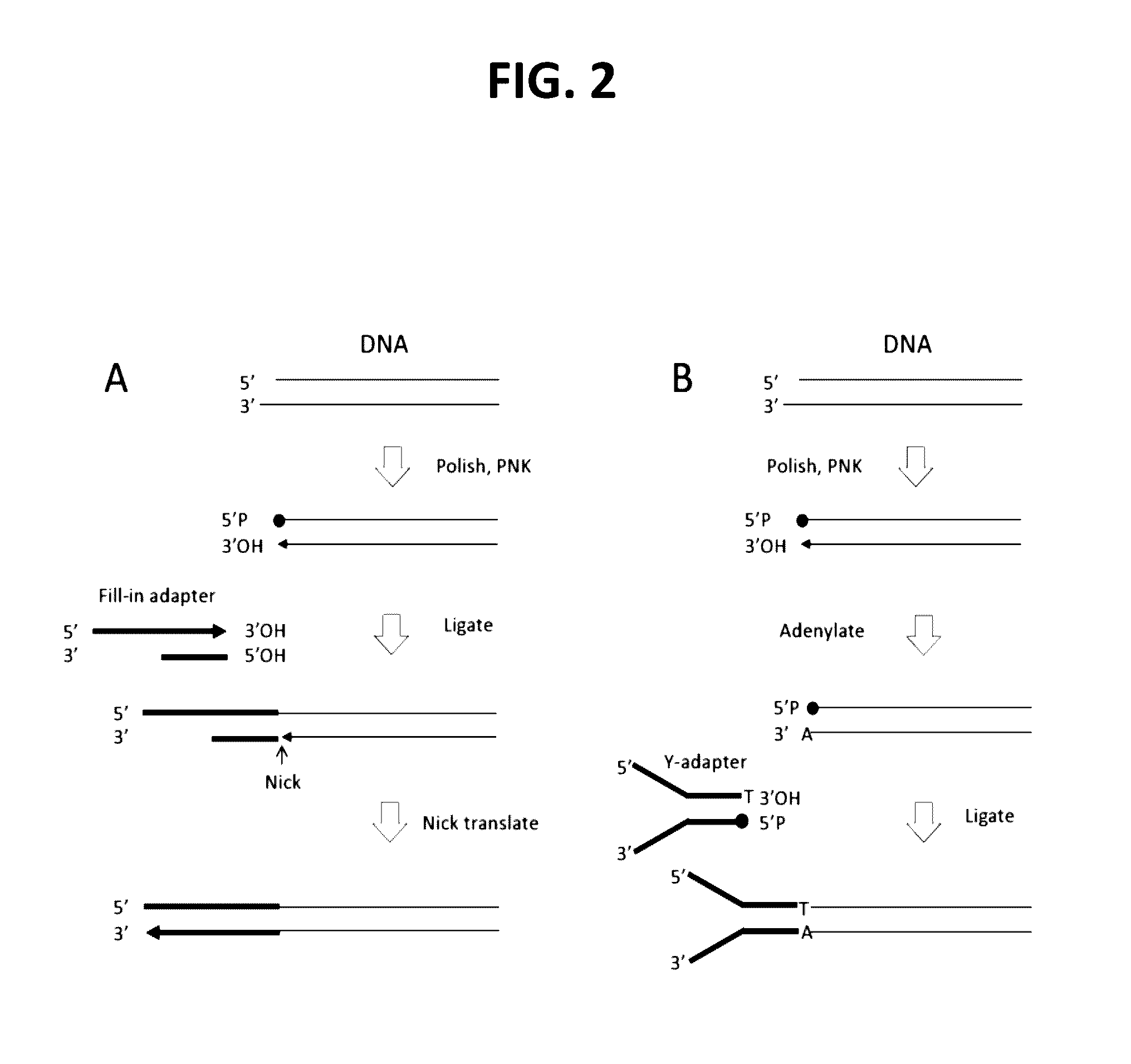 Methods for processing DNA substrates