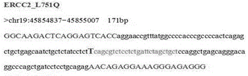 Primer for detecting ERCC2 gene polymorphism, and method thereof