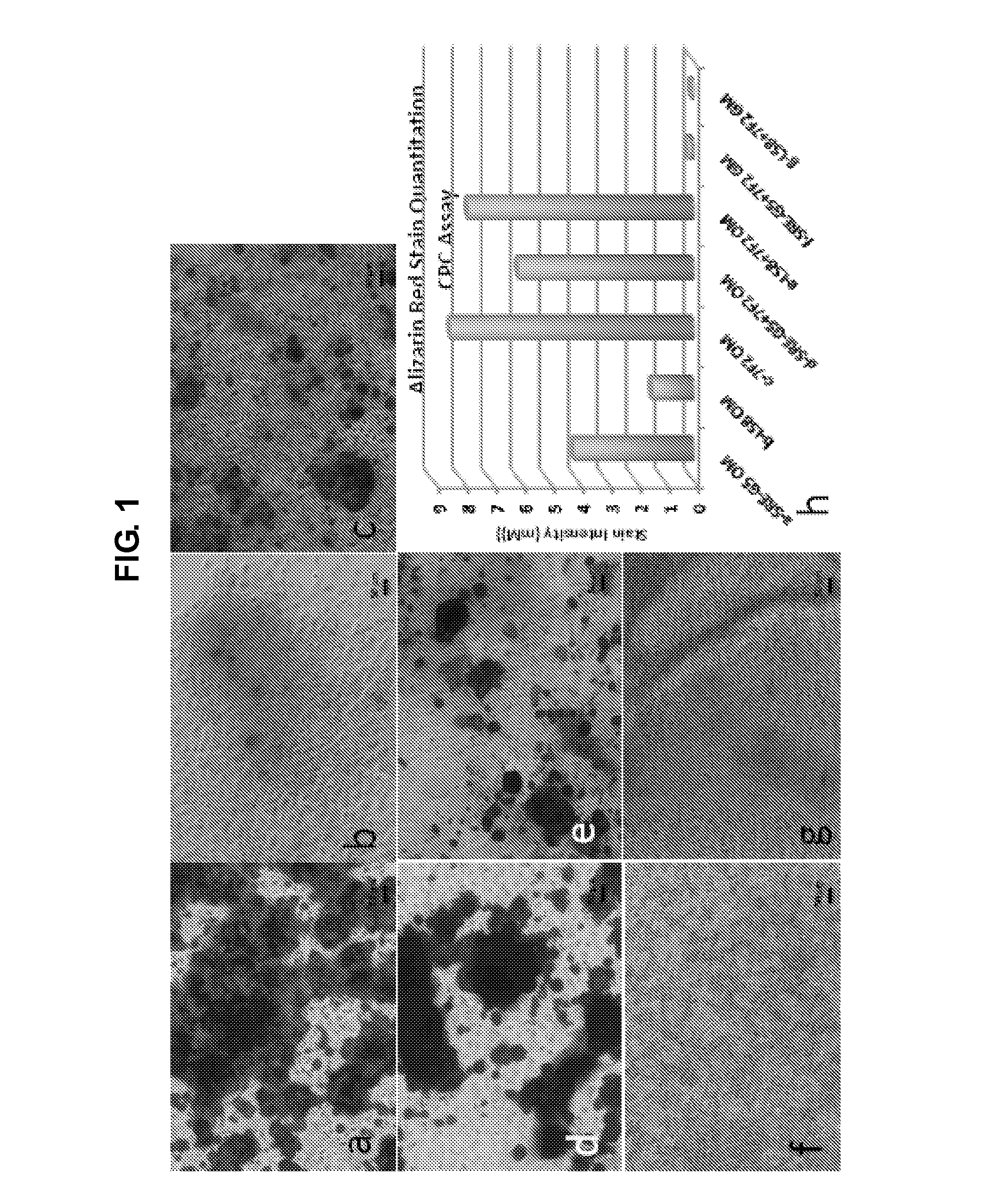 Production of dentin, cementum and enamel by cells