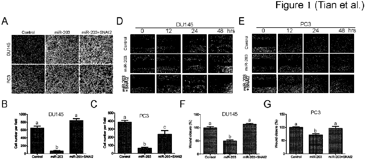 Method for adjusting in-vitro migration of prostatic cancer cells through miR-203/SNAI2 axis