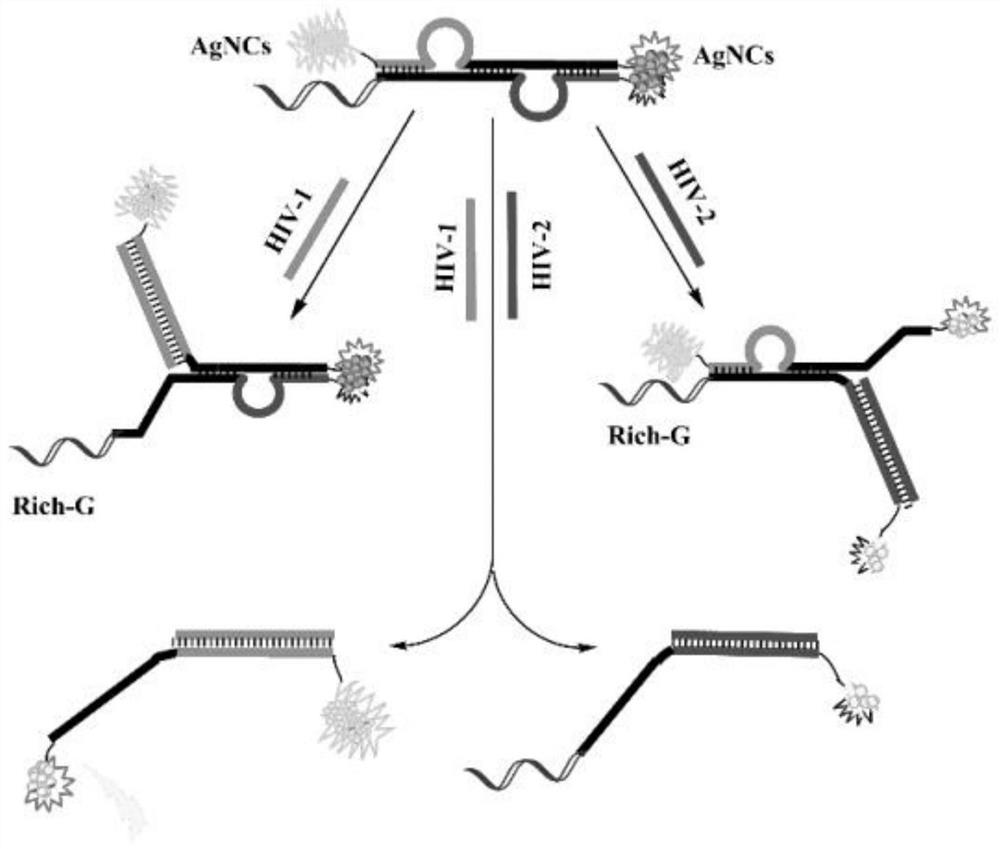 A method for the simultaneous detection of two HIV DNAs by a DNA-directed color-changing silver nanocluster