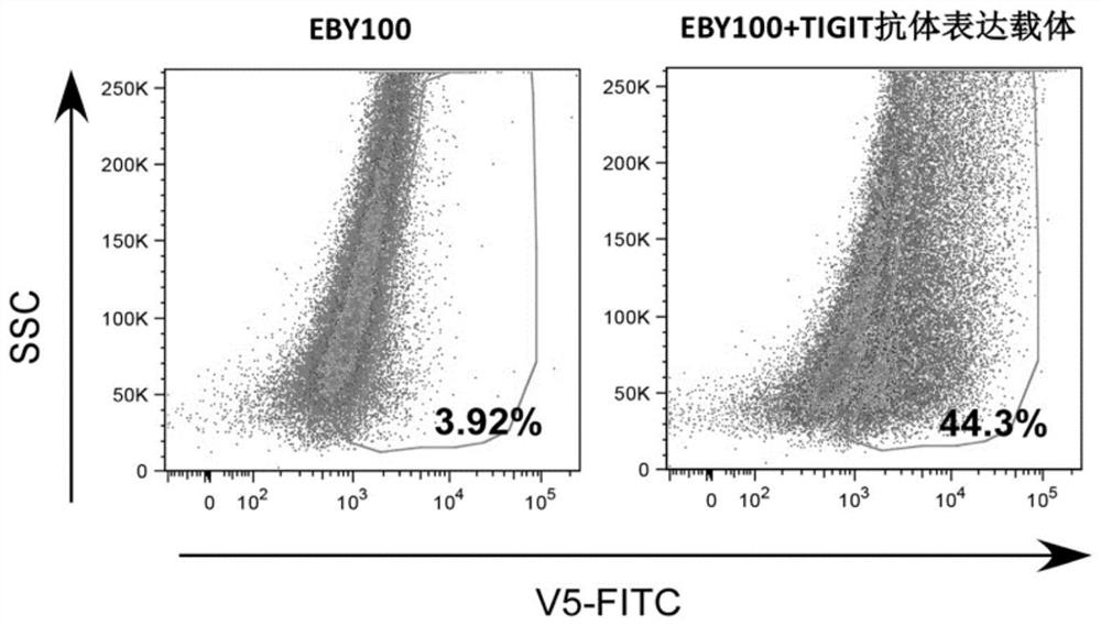 Design and construction of fully humanized antibody yeast display technology