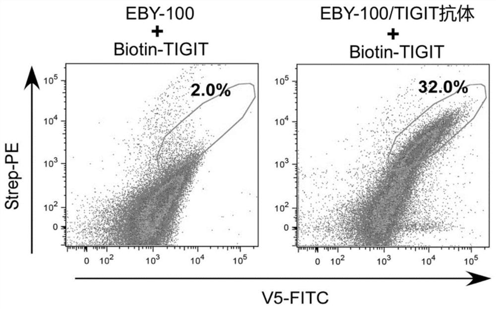 Design and construction of fully humanized antibody yeast display technology