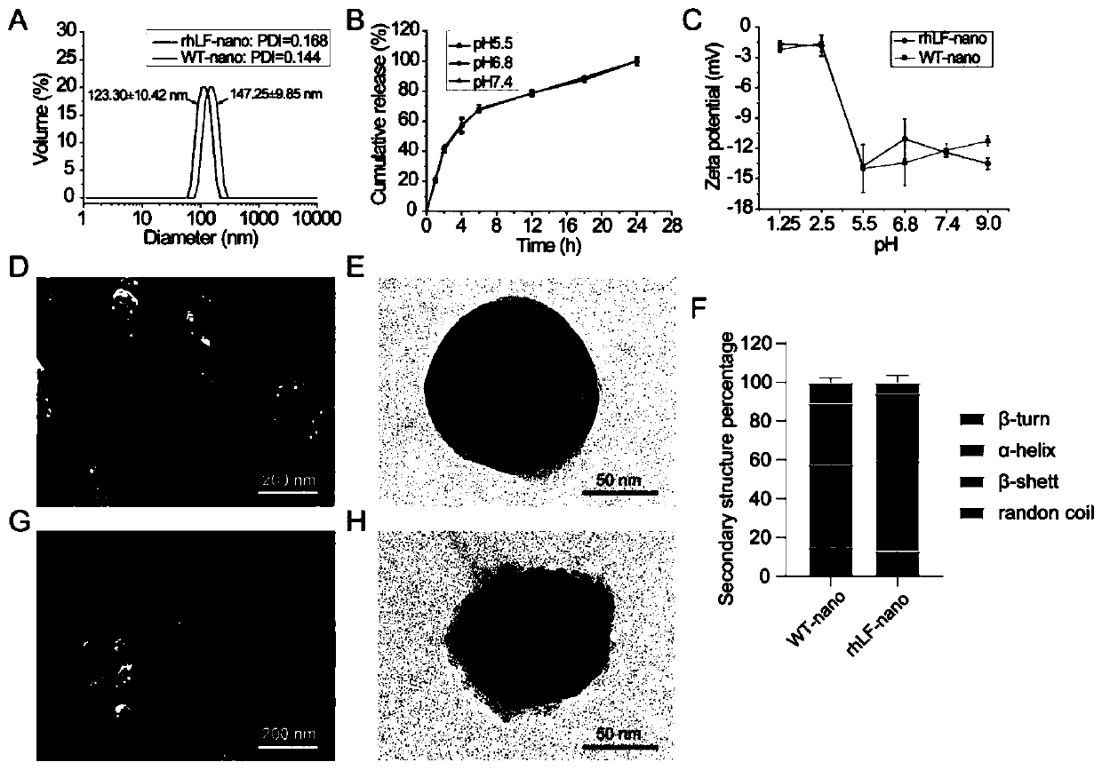 Effective and safe preparation method of oral recombinant human lactoferrin sericin nanoparticles and application