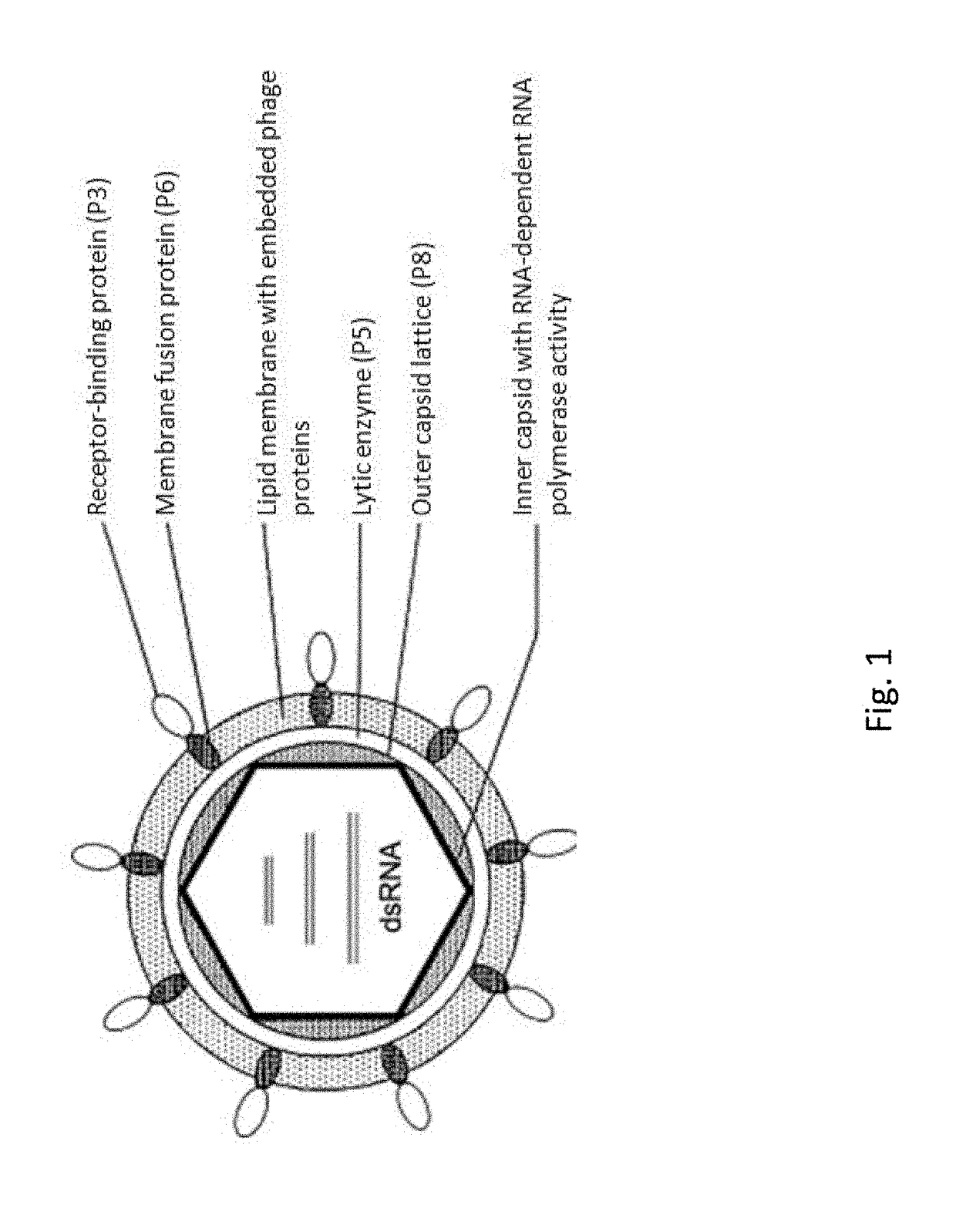 phi6-internal-control-compositions-devices-methods-eureka