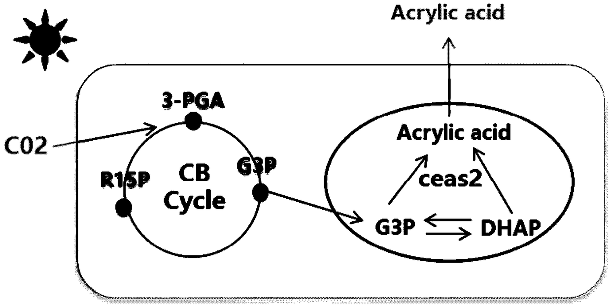 Method for synthesizing acrylic acid from cyanobacteria