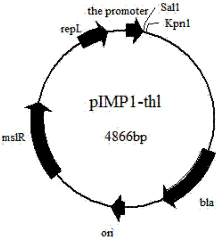 Application of manY/levF gene segment to butanol production