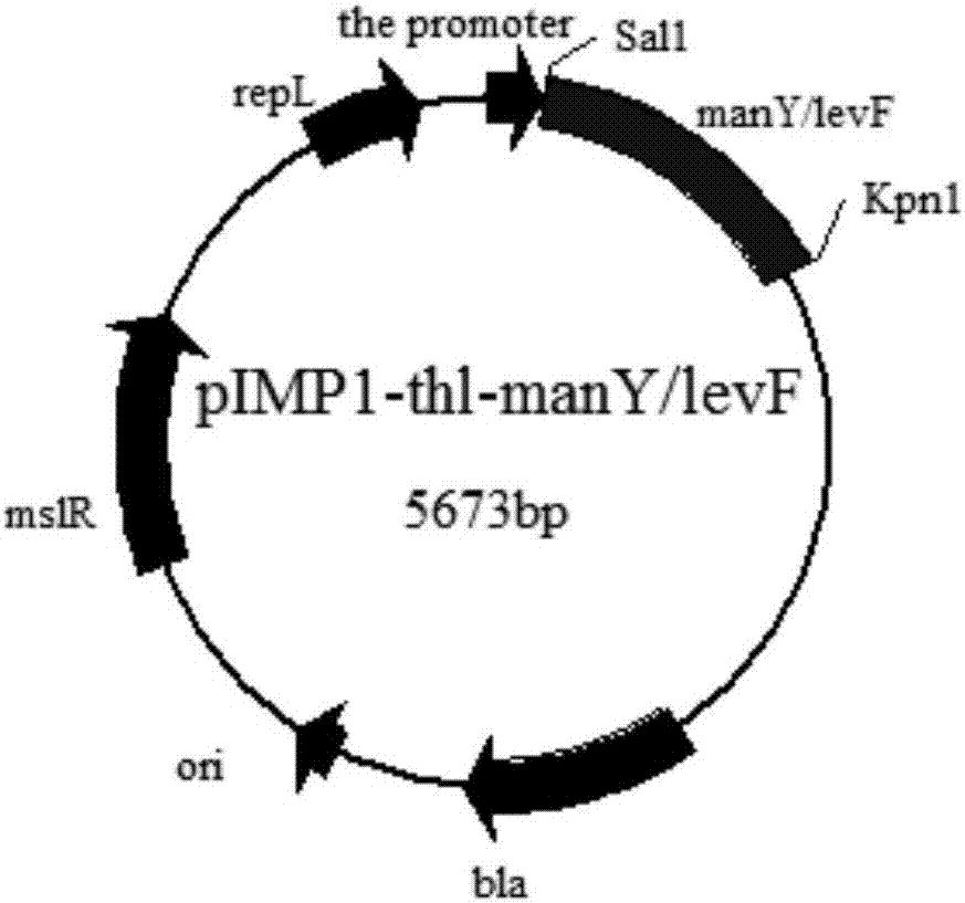 Application of manY/levF gene segment to butanol production