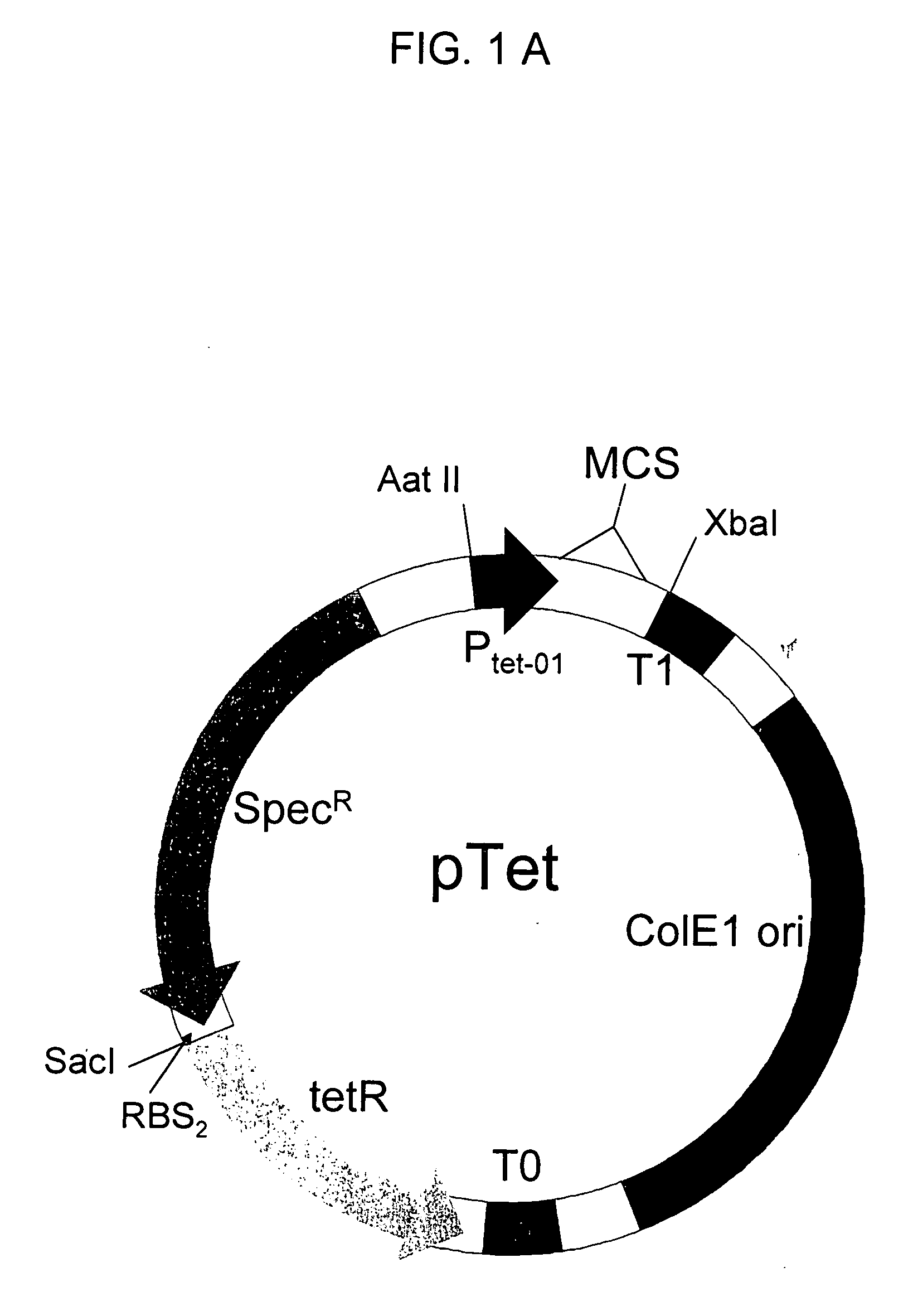 Self-assembling split-fluorescent protein systems