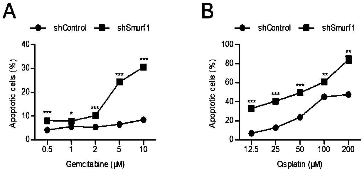 Application of Smurf1 gene, expression product and derivative or inhibitor thereof in chemotherapy of colorectal cancer